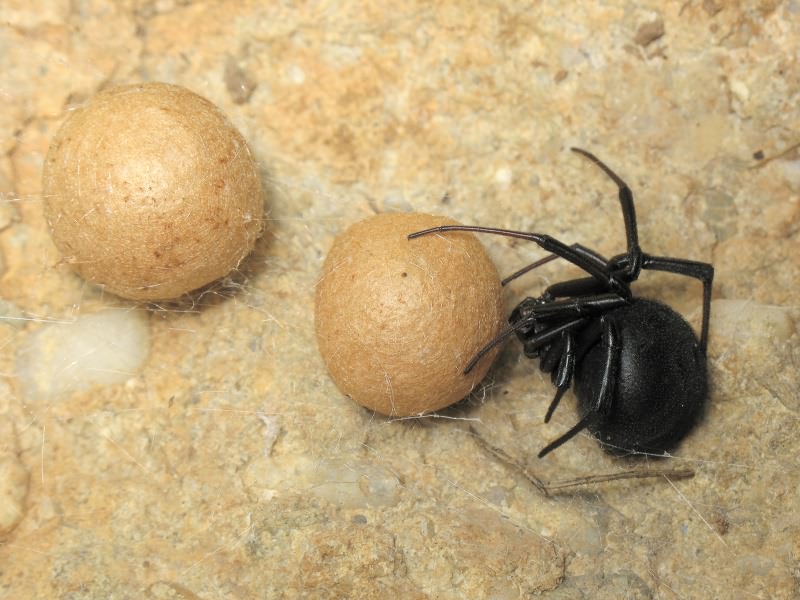 Latrodectus tredecimguttatus (Rossi, 1790)